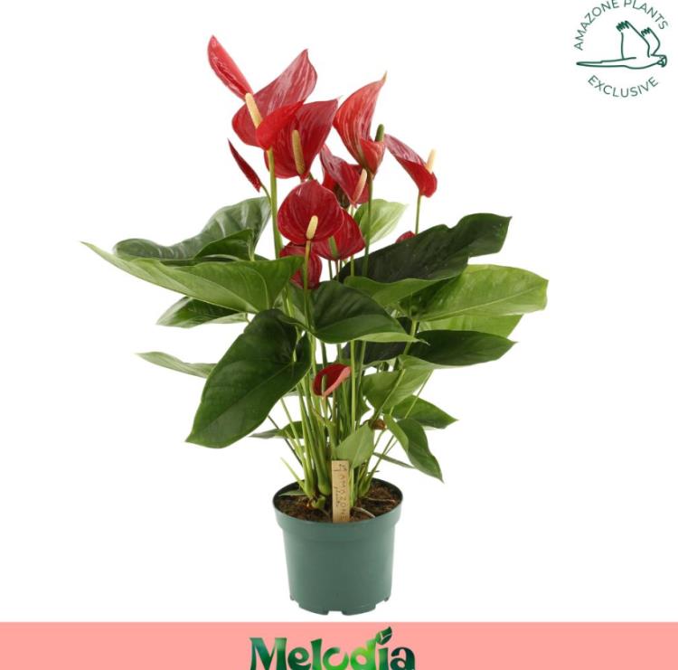 ANTHURIUM MELODIA 8 FLO ROJO Ø17-65